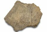 Dinosaur (Triceratops) Frill Shield Section - Montana #307053-1